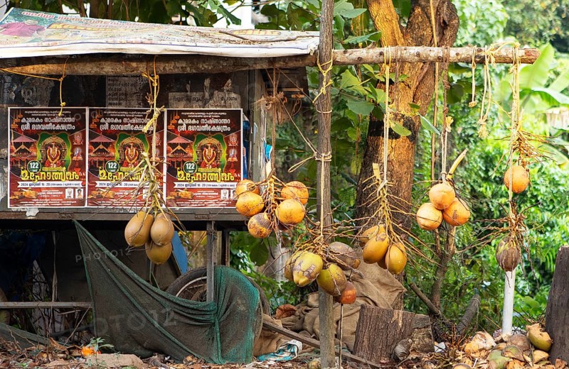 Coconuts hanging on the roadside for sale, Kavanattinkara, Backwaters, Kerala, India, Asia
