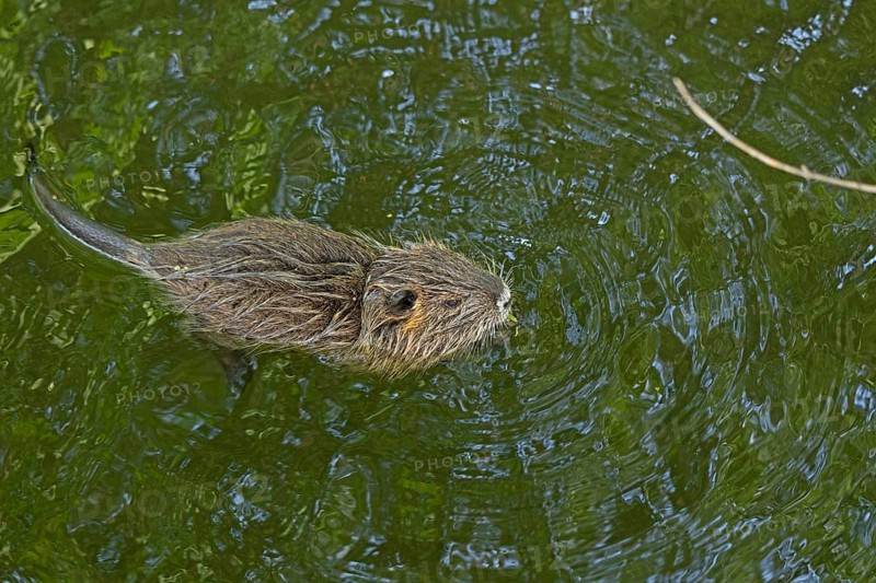 Nutria (Myocastor coypus) young animal swimming, Wilhelmsburg, Hamburg, Germany, Europe