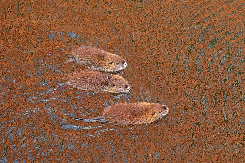 Three Nutria (Myocastor coypus) young animals swimming, Wilhelmsburg, Hamburg, Germany, Europe