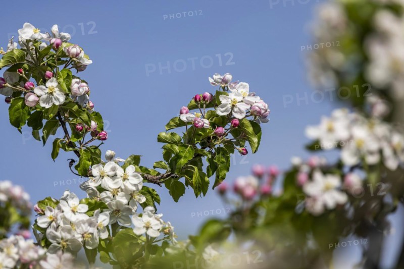 Apple blossom, blossoming apple tree on Lake Constance, close-up, Hagnau, Baden-Wuerttemberg, Germany, Europe