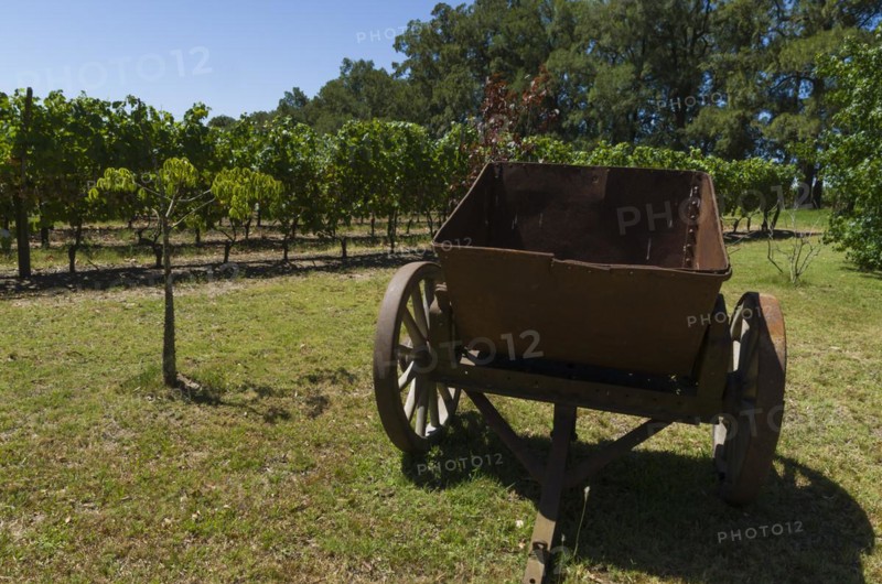 Beautiful vine of European grapes in Uruguayan winery in Canelos region. Moscato grapes