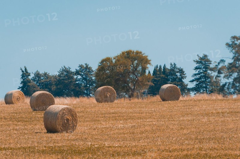 Beautiful panoramic view of hay bales in a uruguay farm field. Clear sky