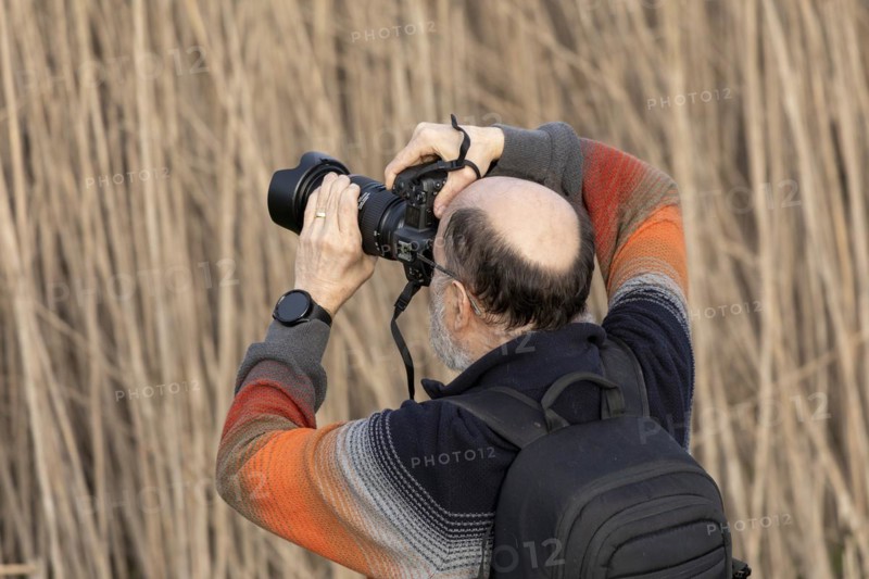 Elderly man photographed, reeds, Elbtalaue near Bleckede, Lower Saxony, Germany, Europe