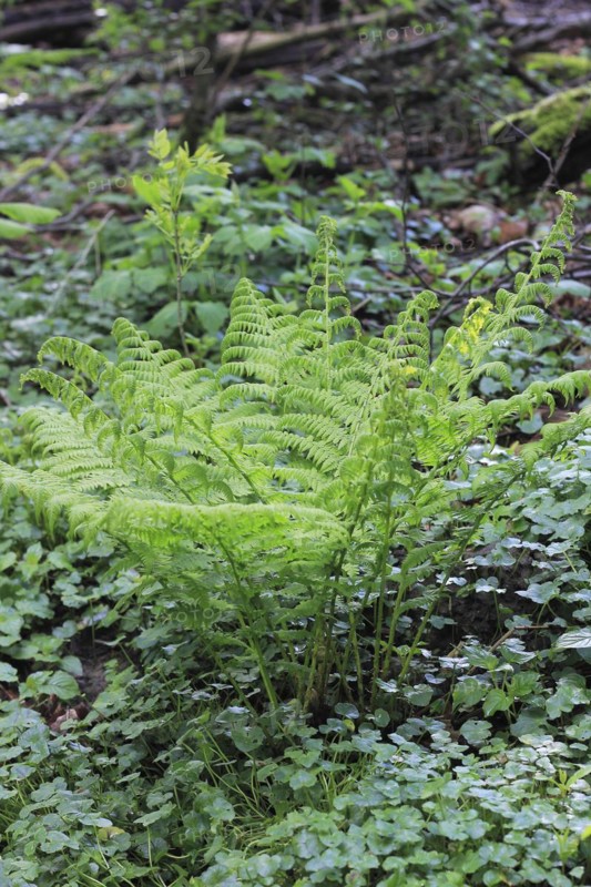 Lady fern (Athyrium filix-femina), North Rhine-Westphalia, Germany, Europe