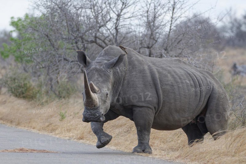 Southern white rhinoceros (Ceratotherium simum simum), adult female crossing the asphalt road, with a red-billed oxpecker (Buphagus erythrorynchus) on her back, Kruger National Park, South Africa, Africa
