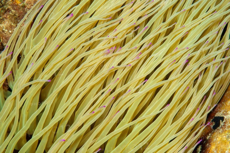 Close-up of Bicoloured Mediterranean Sea anemone opelet anemone (Anemonia viridis) Wax anemone with distinguishing feature Purple Pomeranians on tentacles, Mediterranean Sea