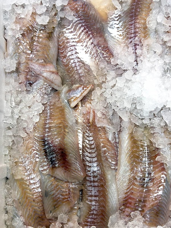 Display of fish caught fish pollack (Pollachius virens) in the form of pollack fillet on ice in refrigerated counter fish counter of fishmonger fish sales, food trade, wholesale, fish trade, speciality shop, Germany, Europe