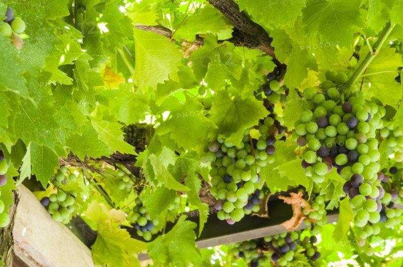 Beautiful vine of European grapes in Uruguayan winery in Canelos region. Moscato grapes