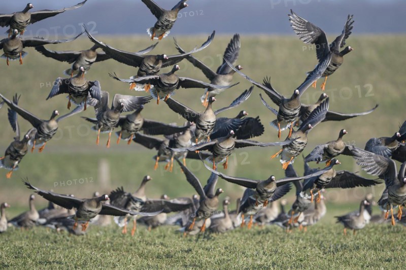 Greater white-fronted goose (Anser albifrons), flock of geese taking off, Bislicher Insel, Xanten, Lower Rhine, North Rhine-Westphalia, Germany, Europe