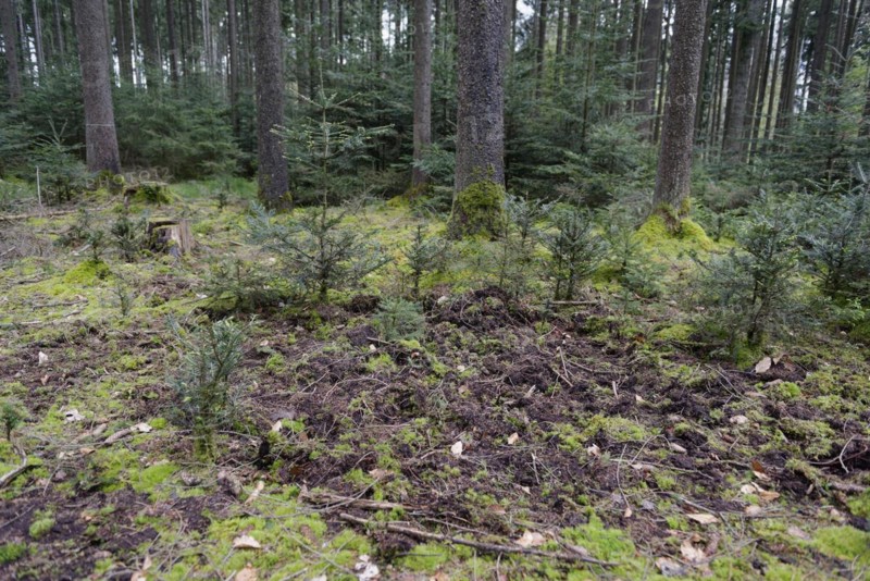 Wild boar tracks in forest regeneration corner, Fir trees, silver fir, Wild boar, forest regeneration, forestry, forest, Mainhardt Forest, Swabian-Franconian Forest nature park Park, Swabian Hall, Hohenlohe, Heilbronn-Franconia, Baden-Wuerttemberg, Germany, Europe