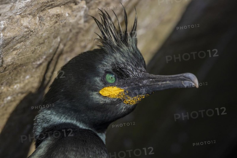 Common shag (Phalacrocorax aristotelis), portrait, feather crest, winter, in the snow, Hornoya, Hornoya, Varangerfjord, Finmark, Northern Norway