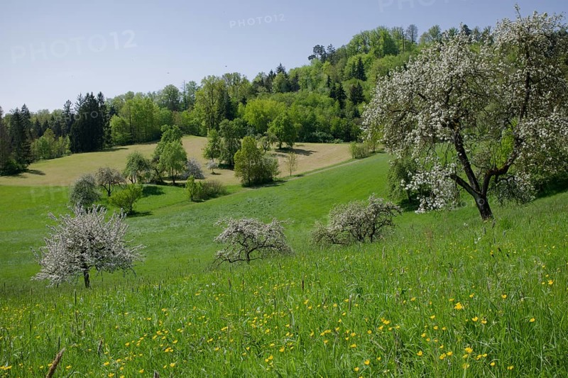Fruit blossom in the Swabian-Franconian Forest nature park Park, fruit tree, apple tree, meadow orchard, orchard, spring, April, rose garden-Sanzenbach, Schwaebisch Hall, Hohenlohe, Heilbronn-Franken, Baden-Wuerttemberg, Germany, Europe