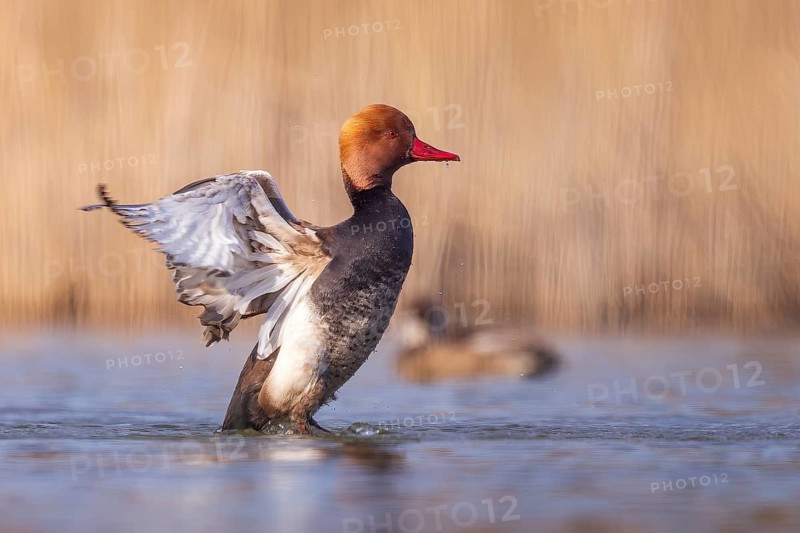 Red-crested pochard (Netta rufina) male, bathing, preening its plumage, swimming, splendid plumage, Middle Elbe Biosphere Reserve, Saxony-Anhalt, Germany, Europe