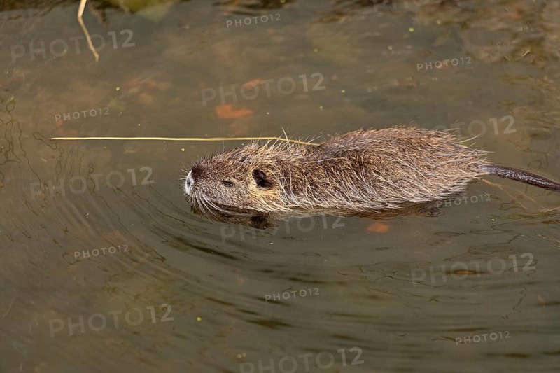 Nutria (Myocastor coypus) young animal swimming, Wilhelmsburg, Hamburg, Germany, Europe