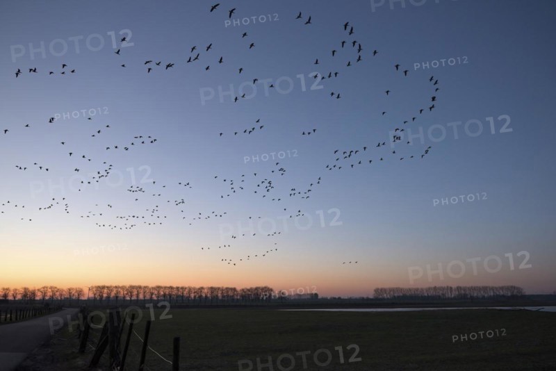 Greater white-fronted goose (Anser albifrons), flock of geese in flight at sunrise, starting from the roost, Bislicher Insel, Xanten, Lower Rhine, North Rhine-Westphalia, Germany, Europe