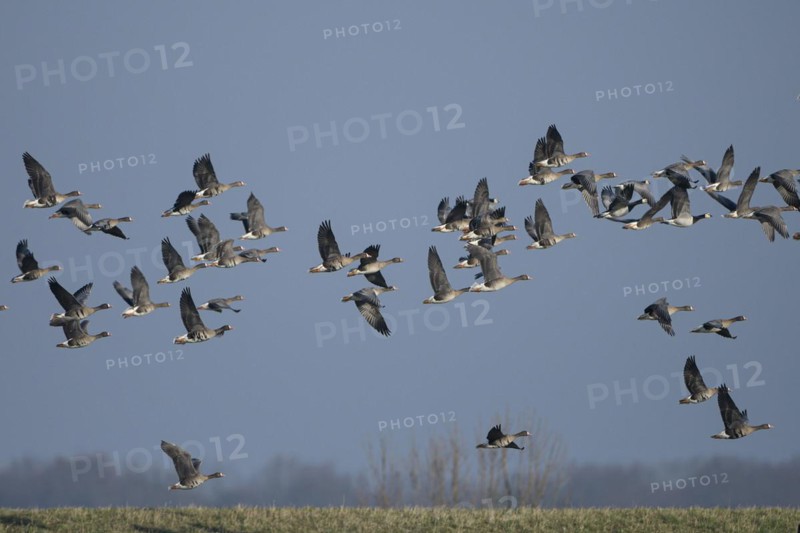 Greater white-fronted goose (Anser albifrons) and barnacle goose (Branta leucopsis), flock of geese taking off, Bislicher Insel, Xanten, Lower Rhine, North Rhine-Westphalia, Germany, Europe