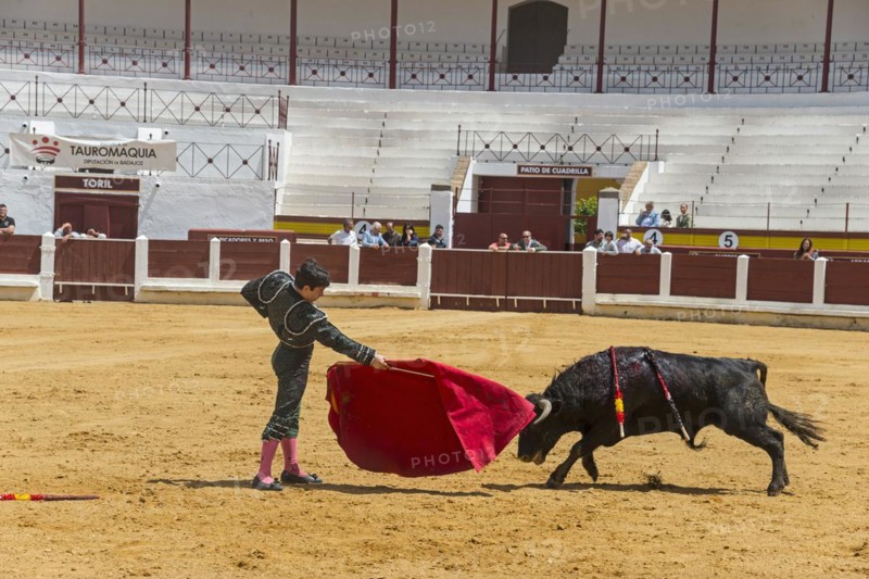 A torero in a fighting arena skilfully confronts an approaching bull, bullfight, bullfighting arena, Merida, Badajoz, Extremadura, Spain, Europe
