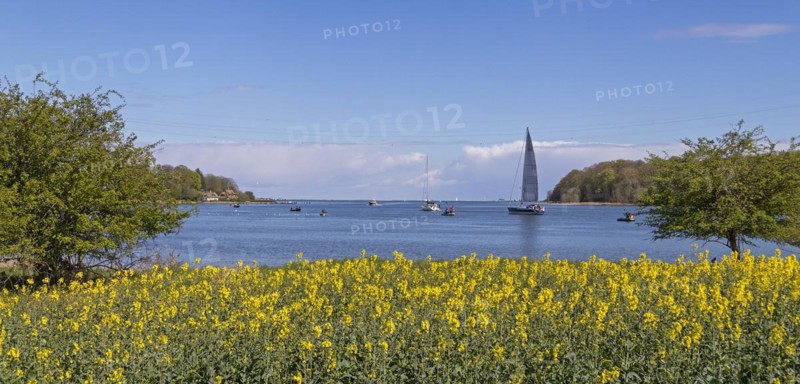 Thatched roof houses, herring fishing, sailing boat, boats, rape field, Rabelsund, Rabel, Schlei, Schleswig-Holstein, Germany, Europe
