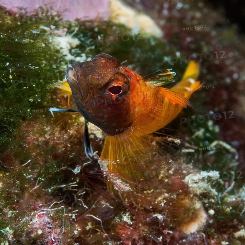 Close-up of yellow blenny (Tripterygion delaisi) lying on algae, Mediterranean Sea