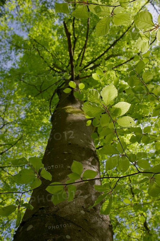 Beech in spring dress, Swabian-Franconian Forest nature park Park, photosynthesis, spring, April, green, leaf green, chlorophyll, light, biochemistry, rose garden-Sanzenbach, Schwaebisch Hall, Hohenlohe, Heilbronn-Franken, Baden-Wuerttemberg, Germany, Europe