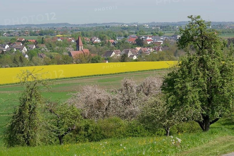 Spring in the Swabian-Franconian Forest nature park Park near rose garden-Sanzenbach, fruit blossom, wind power, wind turbine, wind energy, Schwaebisch Hall, Heilbronn-Franconia, Baden-Wuerttemberg, Germany, Europe