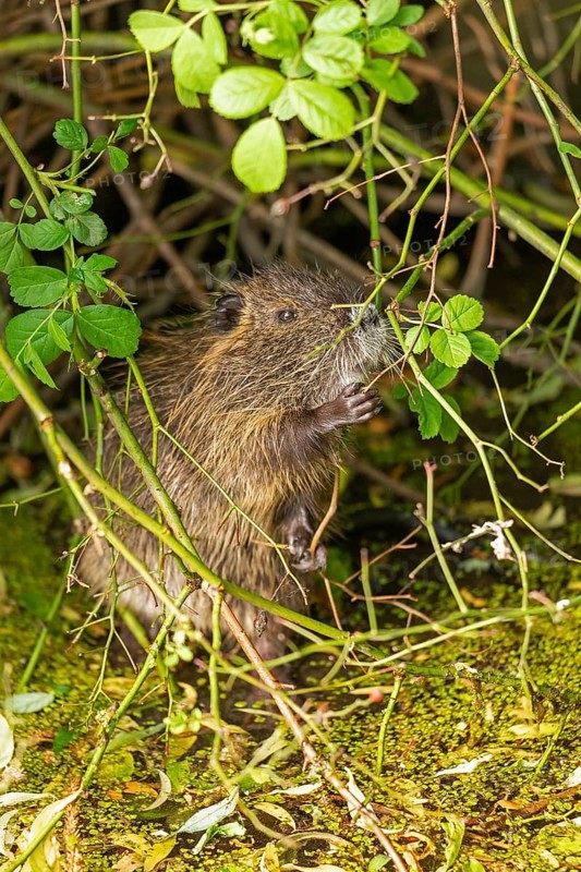 Nutria (Myocastor coypus) young animal standing on hind legs and eating leaf, Wilhelmsburg, Hamburg, Germany, Europe