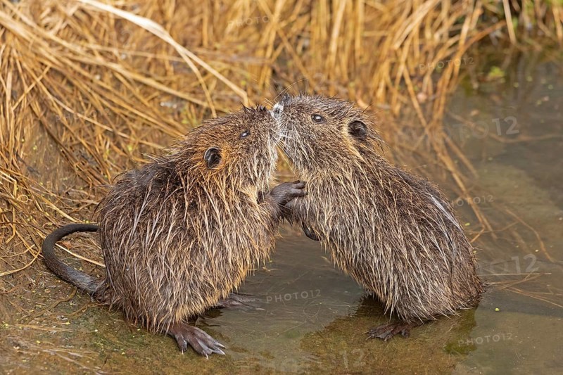 Two Nutria (Myocastor coypus) young animals nudge their snouts together, Wilhelmsburg, Hamburg, Germany, Europe