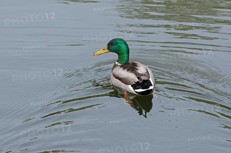 Mallard (Anas platyrhynchos) swimming, drake, Veringkanal, Wilhelmsburg, Hamburg, Germany, Europe