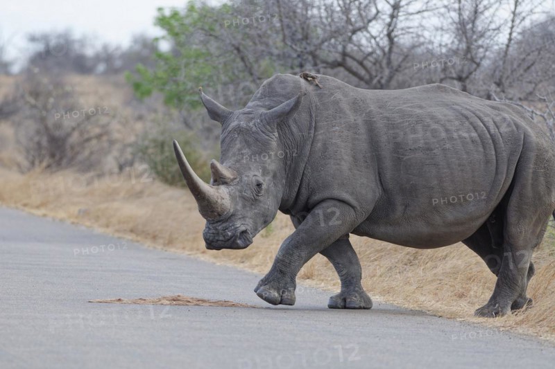 Southern white rhinoceros (Ceratotherium simum simum), adult female crossing the asphalt road, with a red-billed oxpecker (Buphagus erythrorynchus) on her back, Kruger National Park, South Africa, Africa