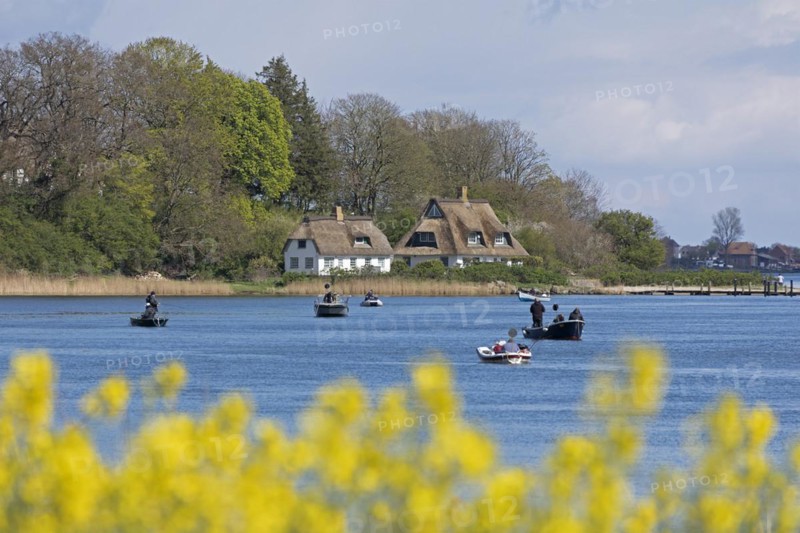 Thatched roof houses, herring fishing, boats, rape field, Rabelsund, Rabel, Schlei, Schleswig-Holstein, Germany, Europe