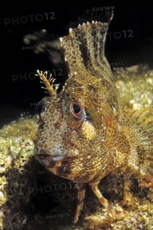 Close-up image of head Head portrait Tentacled Blenny (Parablennius tentacularis) looking directly at viewer, Mediterranean Sea