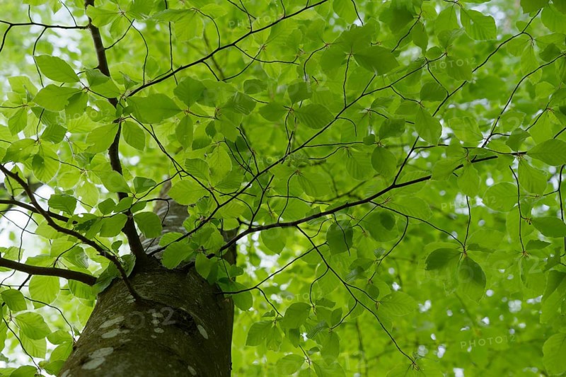 Leaf development on the Beech (Fagus), photosynthesis, absorption, light absorption, green, leaf green, chlorophyll, forest, tree, Swabian-Franconian Forest nature park Park, spring, April, Swabian Hall, Hohenlohe, Heilbronn-Franconia, Baden-Wuerttemberg, Germany, Europe