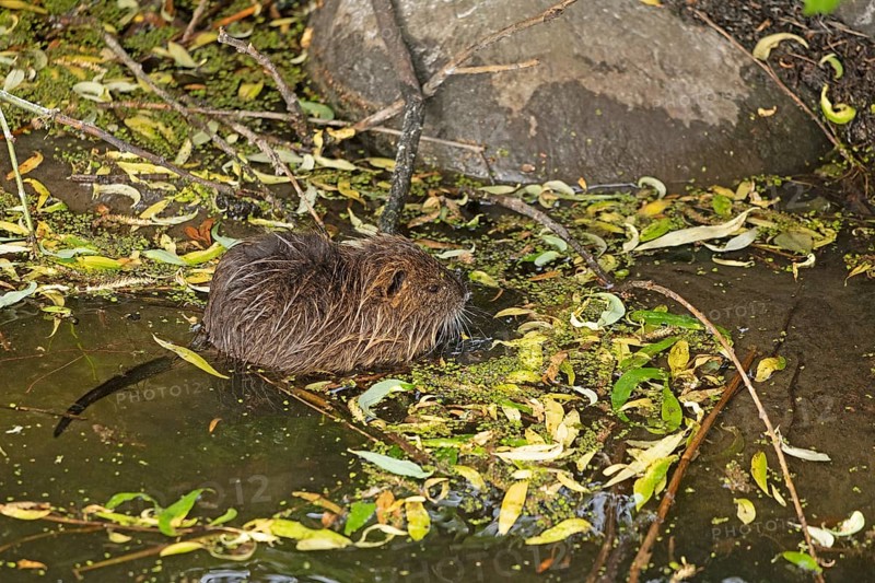 Nutria (Myocastor coypus) young animal, Wilhelmsburg, Hamburg, Germany, Europe