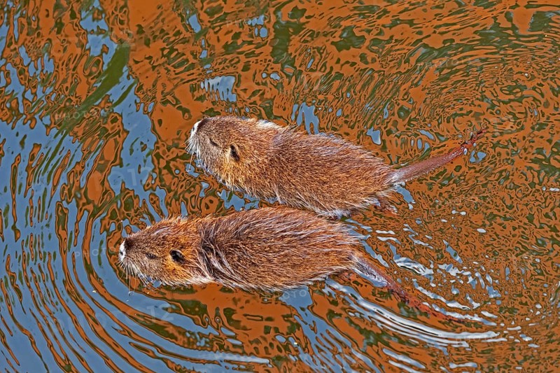 Two Nutria (Myocastor coypus) young animals swimming, Wilhelmsburg, Hamburg, Germany, Europe