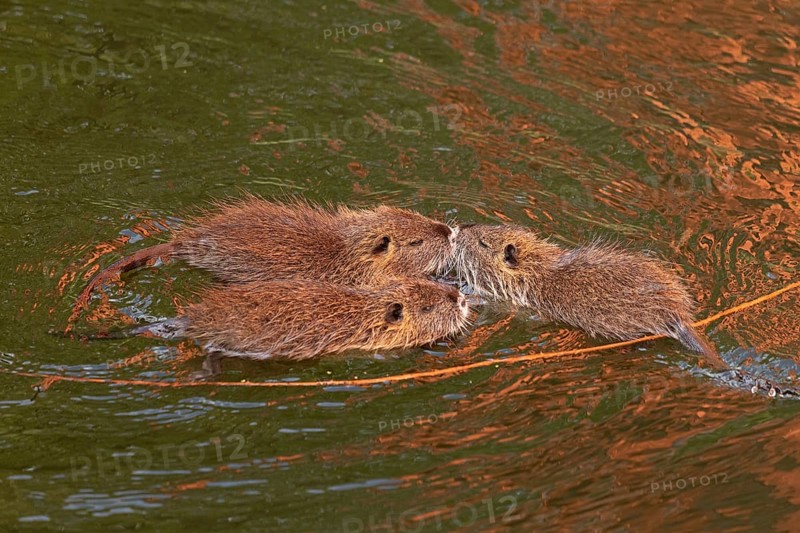 Three Nutria (Myocastor coypus) young animals poking their snouts together in the water, Wilhelmsburg, Hamburg, Germany, Europe