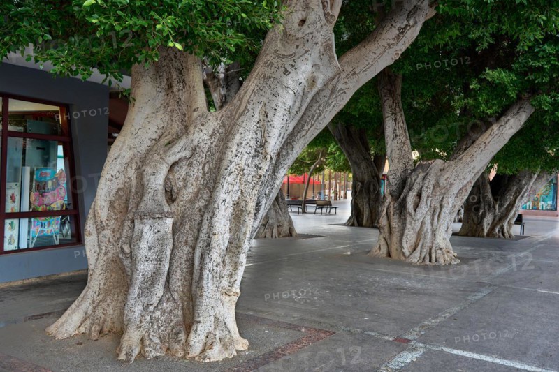 Old, massive trees in the Plaza de la Constitucion, gajumaru (Ficus microcarpa), also known as Laurel fig or Indian Laurel, San Sebastian de la Gomera, La Gomera, Canary Islands, Spain, Europe