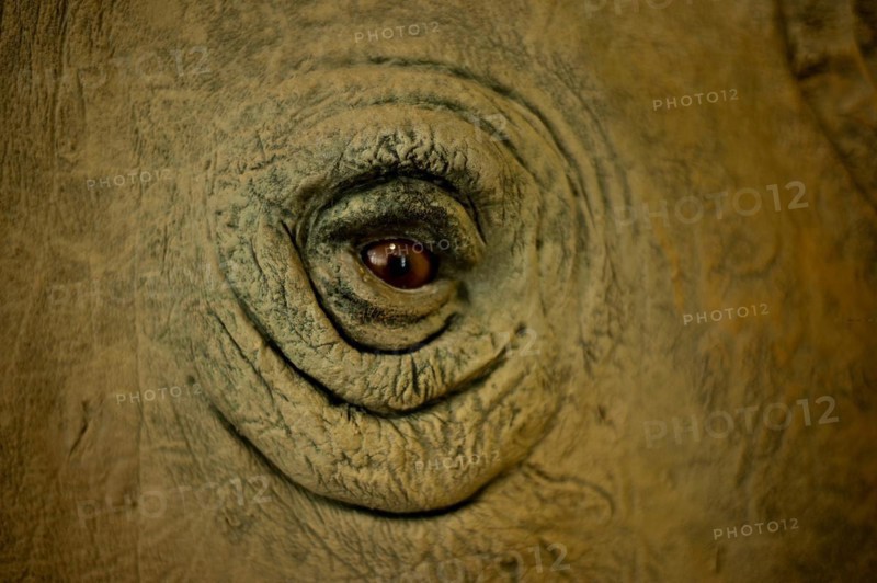 Eye, white rhino (ceratotherium simum), stuffed, National museum, Nairobi, Kenya, Africa