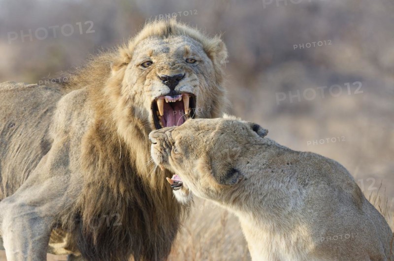 African lions (Panthera leo melanochaita), two adults, male and female, roaring face to face, ready to fight, morning light, Kruger National Park, South Africa, Africa