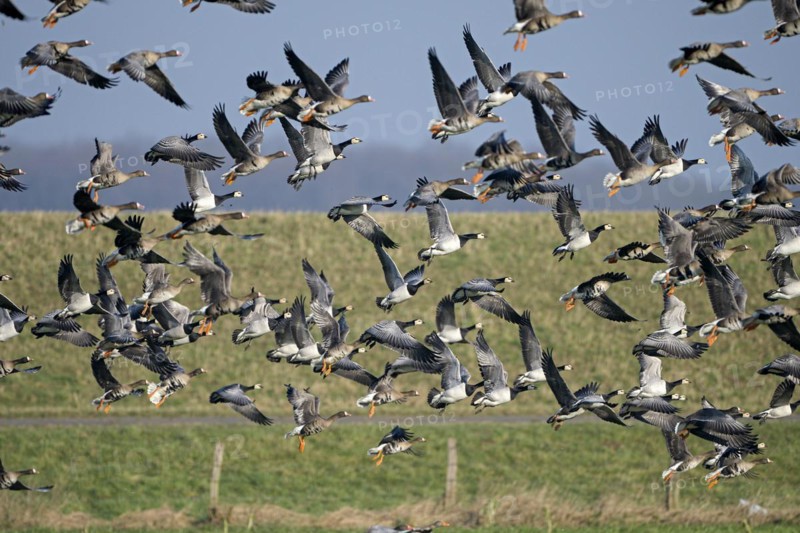 Greater white-fronted goose (Anser albifrons) and barnacle goose (Branta leucopsis), flock of geese taking off, Bislicher Insel, Xanten, Lower Rhine, North Rhine-Westphalia, Germany, Europe