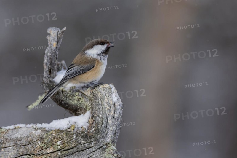 Grey-headed chickadee (Poecile cinctus), in the snow, Kaamanen, Finland, Europe