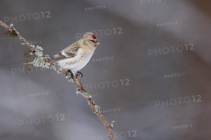 Northern arctic redpoll (Acanthis hornemanni), in the snow, Kaamanen, Finland, Europe