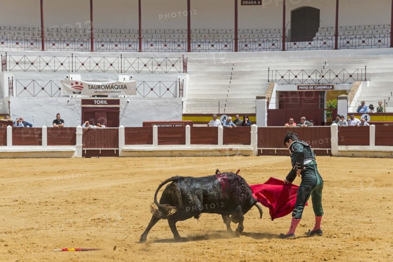 The matador confronts the bull with a red cloth in a bullring, bullfighting, bullring, Merida, Badajoz, Extremadura, Spain, Europe