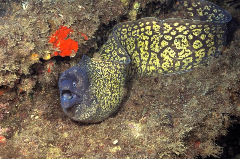 Small specimen of mediterranean moray (Muraena helena) Moray eel swimming in small cave towards viewer threatening with open mouth, Mediterranean Sea
