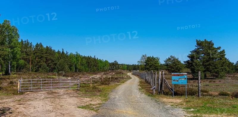 Schoenower Heide nature reserve, Schoenow, Brandenburg, Germany, Europe