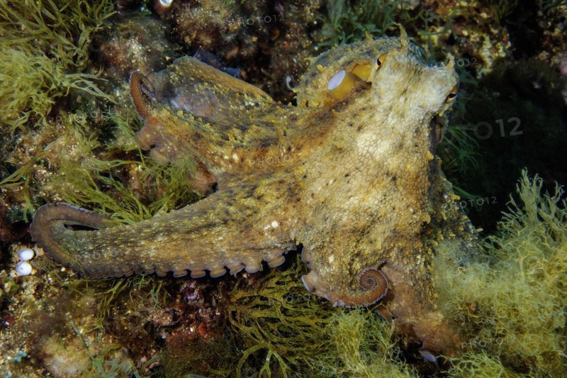 Common octopus (Octopus vulgaris) Cuttlefish Cephalopod Octopus sits in rocky reef between algae looks directly at the observer, Mediterranean Sea