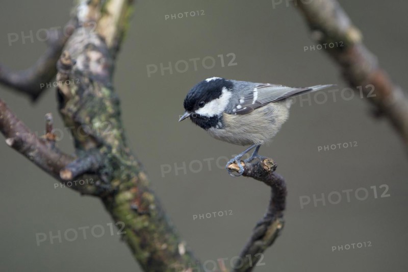 Coal tit (Parus ater), adult bird, Dingdener Heide nature reserve, North Rhine-Westphalia, Germany, Europe