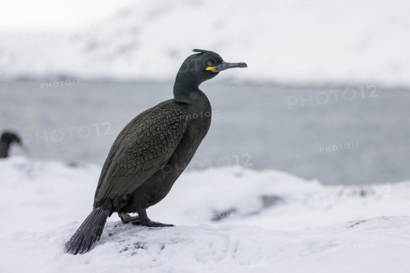Common shag (Phalacrocorax aristotelis), feather crest, winter, in the snow, Hornoya, Hornoya, Varangerfjord, Finmark, Northern Norway