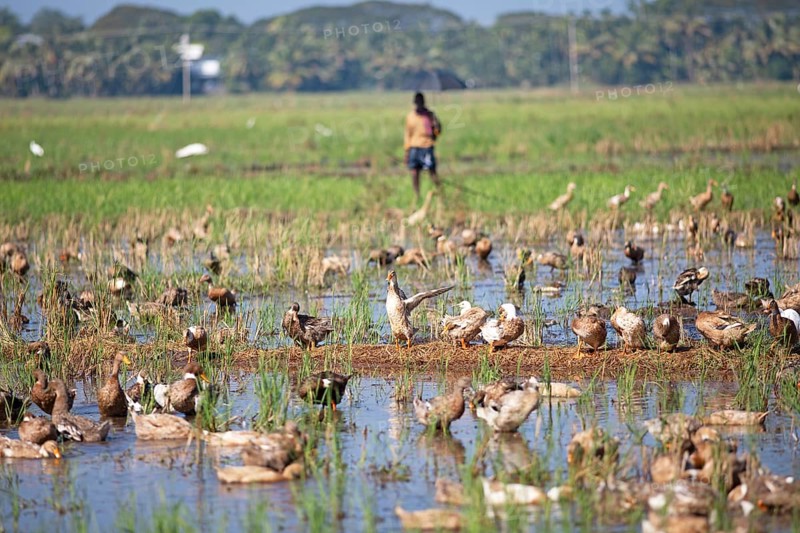 Ducks bathing on a flooded field, Indian man with umbrella watching, Kavanattinkara, Backwaters, Kerala, India, Asia