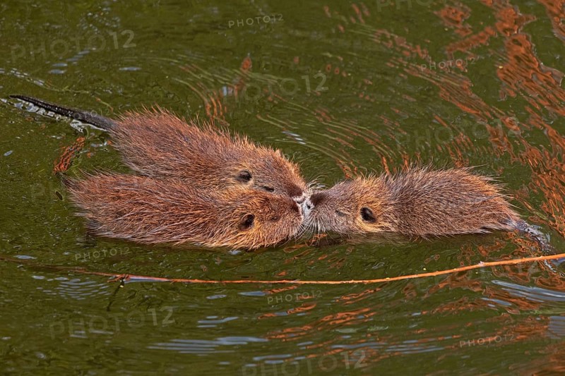 Three Nutria (Myocastor coypus) young animals poking their snouts together in the water, Wilhelmsburg, Hamburg, Germany, Europe