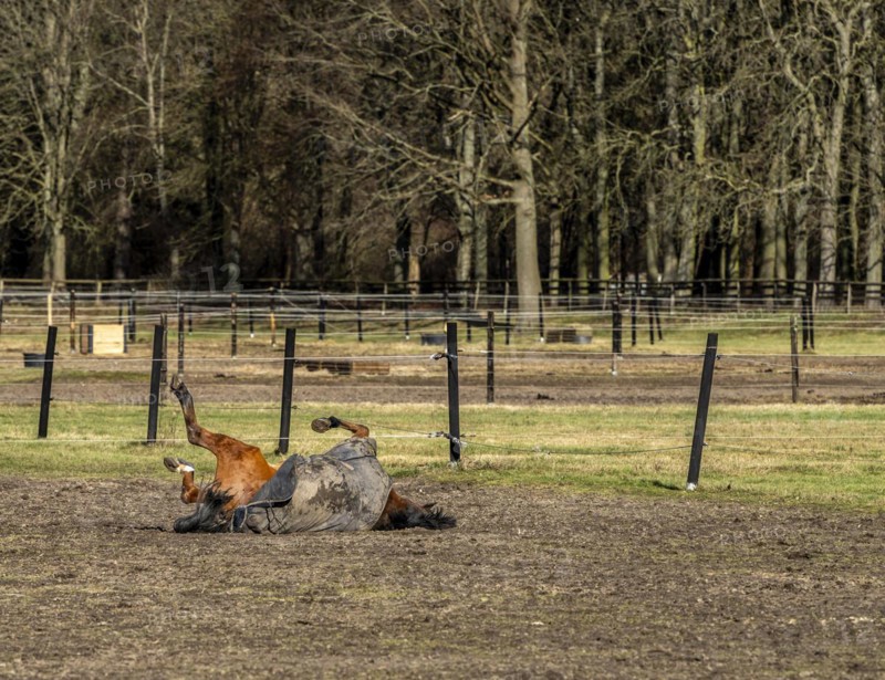 Horses in a paddock in Berlin Frohnau, Berlin, Germany, Europe